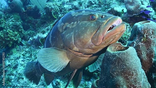 An endangered nassau grouper hanging out on Bloody Bay Wall in Little Cayman. This reef predator is protected in the Cayman Islands so their populations are beginning to recover photo