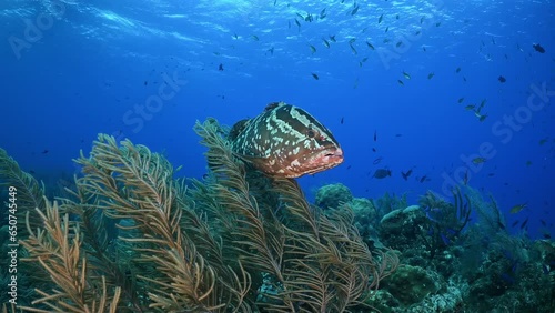 An endangered nassau grouper hanging out on Bloody Bay Wall in Little Cayman. This reef predator is protected in the Cayman Islands so their populations are beginning to recover