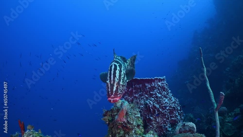 An endangered nassau grouper hanging out on Bloody Bay Wall in Little Cayman. This reef predator is protected in the Cayman Islands so their populations are beginning to recover photo