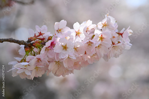 Japanese cherry Blossom (Sakura tree) spring season or hanabi season in japan, outdoor pastel color background