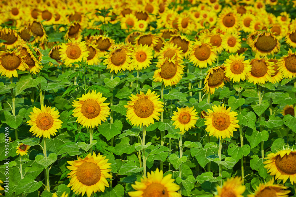Endless rows of bright yellow sunflowers in field of flowers Endless rows of bright yellow sunflowers in field of flowers