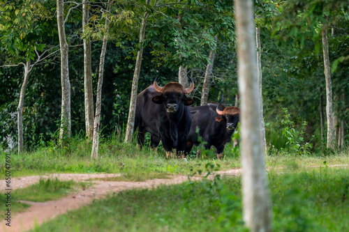 Gaur (Bos gaurus) The fur is short, cropped and shiny, black or brown. The legs are soft white, like wearing socks. The forehead area has a grayish-white or yellowish Bodhi face. High mid-back