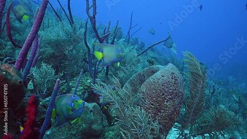 queen angelfish are beautiful brightly colored reef fish. This species are natural inhabitants of the tropical Caribbean reef where the shot was taken