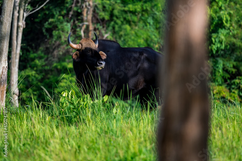 Gaur (Bos gaurus) The fur is short, cropped and shiny, black or brown. The legs are soft white, like wearing socks. The forehead area has a grayish-white or yellowish Bodhi face. High mid-back © Pluto Mc