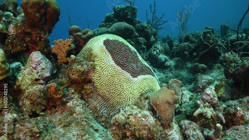 A sample of brain coral that has been infected with Stony Coral Tissue Loss Disease (SCTLD). The whi...	