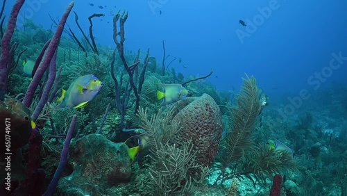 An underwater scene showing a selection of interesting tropical reef fish. The stars of this show are the brightly colored queen angelfish who float majestically in the crystal clear water photo