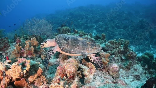 A clip of a wildlife hawksbill turtle animal patrolling the tropical warm water reef in Caribbean Grand Cayman looking for tasty sponge to eat