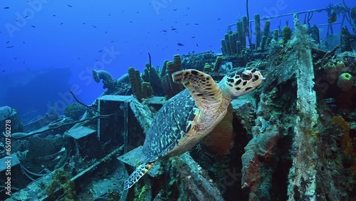 A hawksbill turtle swimming around the wreckage of an underwater shipwreck in Cayman Brac. This is a good example of the success of the artificial reef in attracting wildlife photo