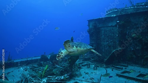 A hawksbill turtle swimming around the wreckage of an underwater shipwreck in Cayman Brac. This is a good example of the success of the artificial reef in attracting wildlife