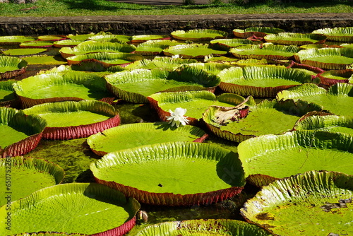 lotus flower in the garden