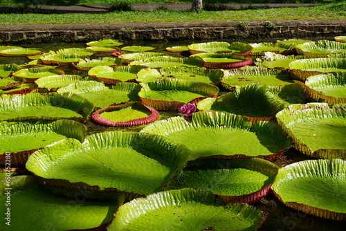 lotus flower in the garden