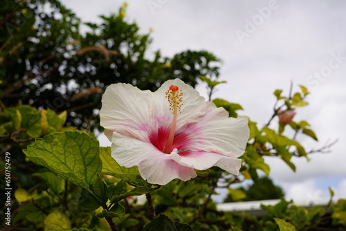 pink hibiscus flower