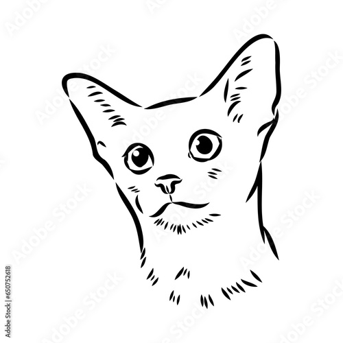 Vector outline Abyssinian Cat in black color. abyssinian cat vector sketch