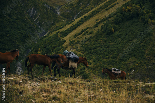 Horses shepherds with a load on their backs in the mountains of Georgia in autumn. Kazbegi region, Truso Valley. The horse helps to transport things in hard-to-reach natural mountain places. photo