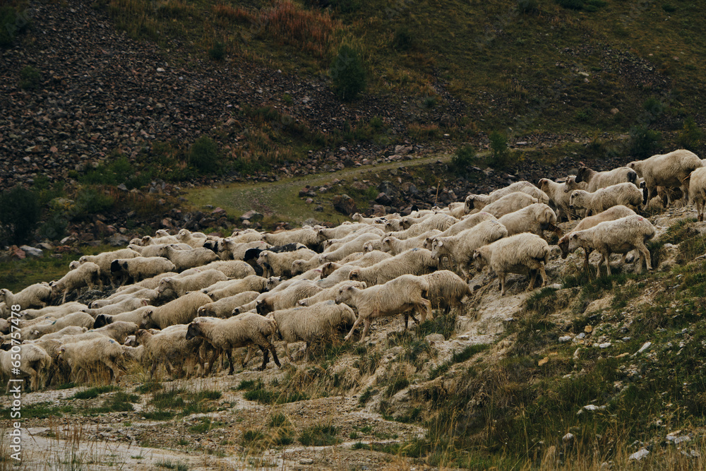 Fototapeta premium A flock of sheep grazes in the mountains of Georgia in autumn. Kazbegi region, Truso Valley. A lot of sheep are walking along the road one after another.