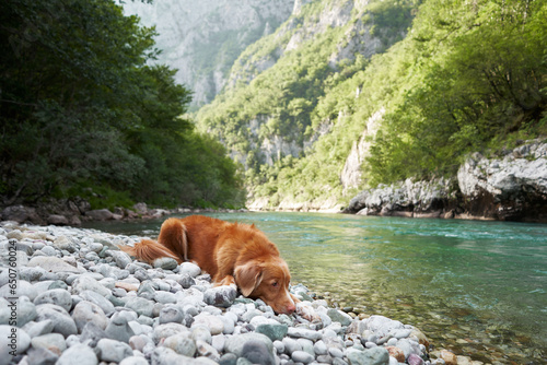 dog by the river. Nova Scotia duck tolling retriever lies on the rocks against the background of turquoise water and mountains.
