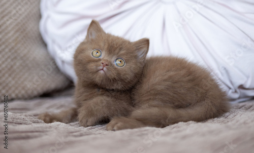 Niedliche Britisch Kurzhaar Kitten Katze edel