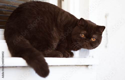 Fototapeta Naklejka Na Ścianę i Meble -  Niedliche Britisch Kurzhaar Kitten Katze edel