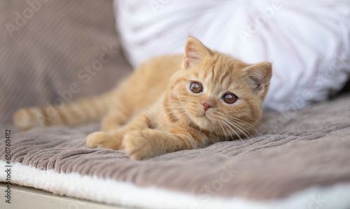 Niedliche Britisch Kurzhaar Kitten Katze edel