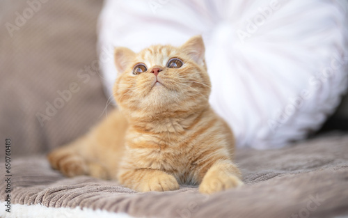 Niedliche Britisch Kurzhaar Kitten Katze edel © Wabi-Sabi Fotografie