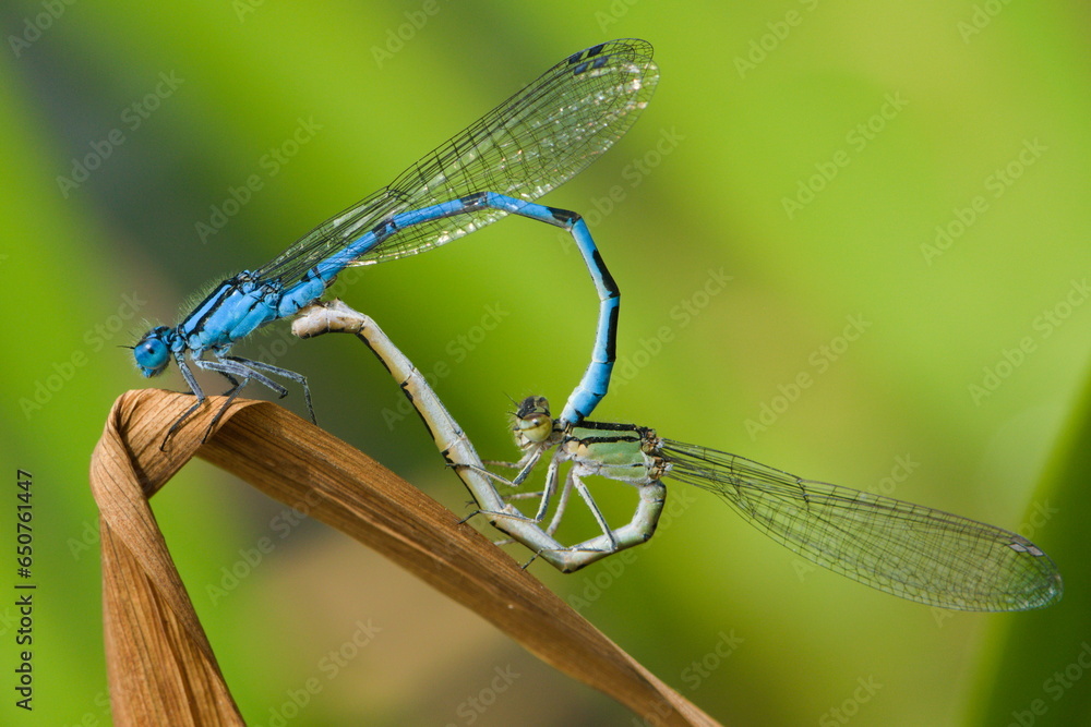 Coenagrion puella aka azure damselfly mating on the dry leaf above the pond. Czech republic nature. Male and female. Coenagrion puella aka azure damselfly mating on the dry leaf above the pond. Czech republic nature. Male and female.