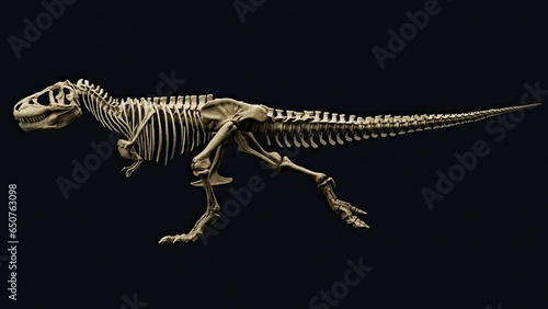 Trannosaurus Rex Sue Skeleton Animation render of background. 3d rendering