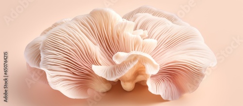 copy space image of with oyster mushroom