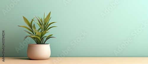 copy space image of isolated plant pot