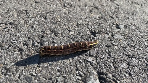 Moth larva walking on asphalt photo