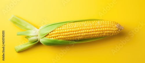 A single ear of sweet corn on a isolated pastel background Copy space photo