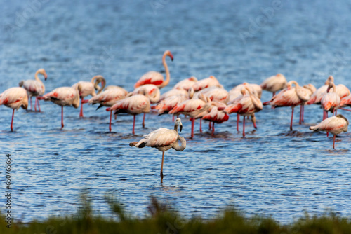 group of flamingos in the lake