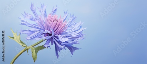 The Persian or Whitewash Cornflower on isolated pastel background Copy space