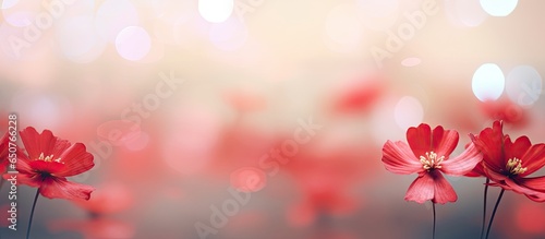 Selective focus isolated pastel background Copy space flowers with a blurred isolated pastel background Copy space
