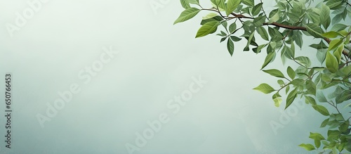 Green foliage and branches can contribute to the composition against a isolated pastel background Copy space