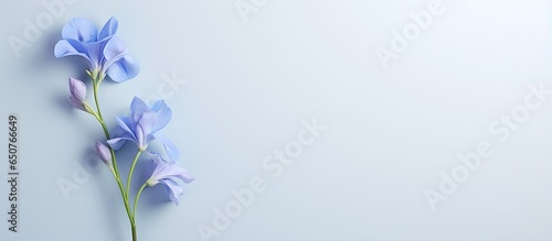 Blue butterfly pea flower against a isolated pastel background Copy space © Ilgun