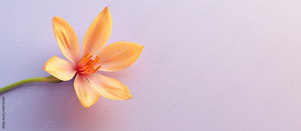 Fototapeta premium A solitary saffron flower against a isolated pastel background Copy space