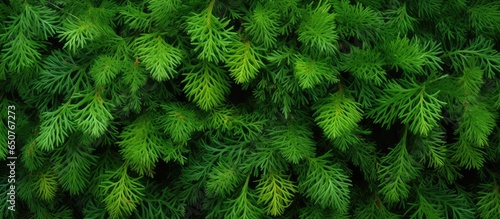 Thuja berries are a favorite in landscaping design isolated pastel background Copy space photo