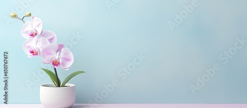 Blooming phalaenopsis orchid in black pot isolated on a isolated pastel background Copy space