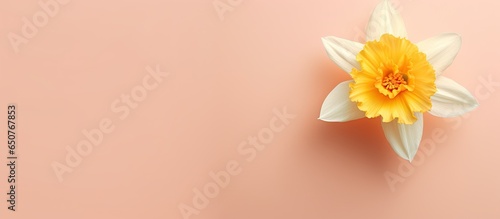 Uncommon daffodils delicate yellow blossom on a isolated pastel background Copy space