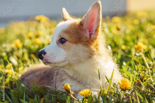 Side view of lovely young little brown white dog welsh pembroke corgi lying on green grass in park, looking aside.
