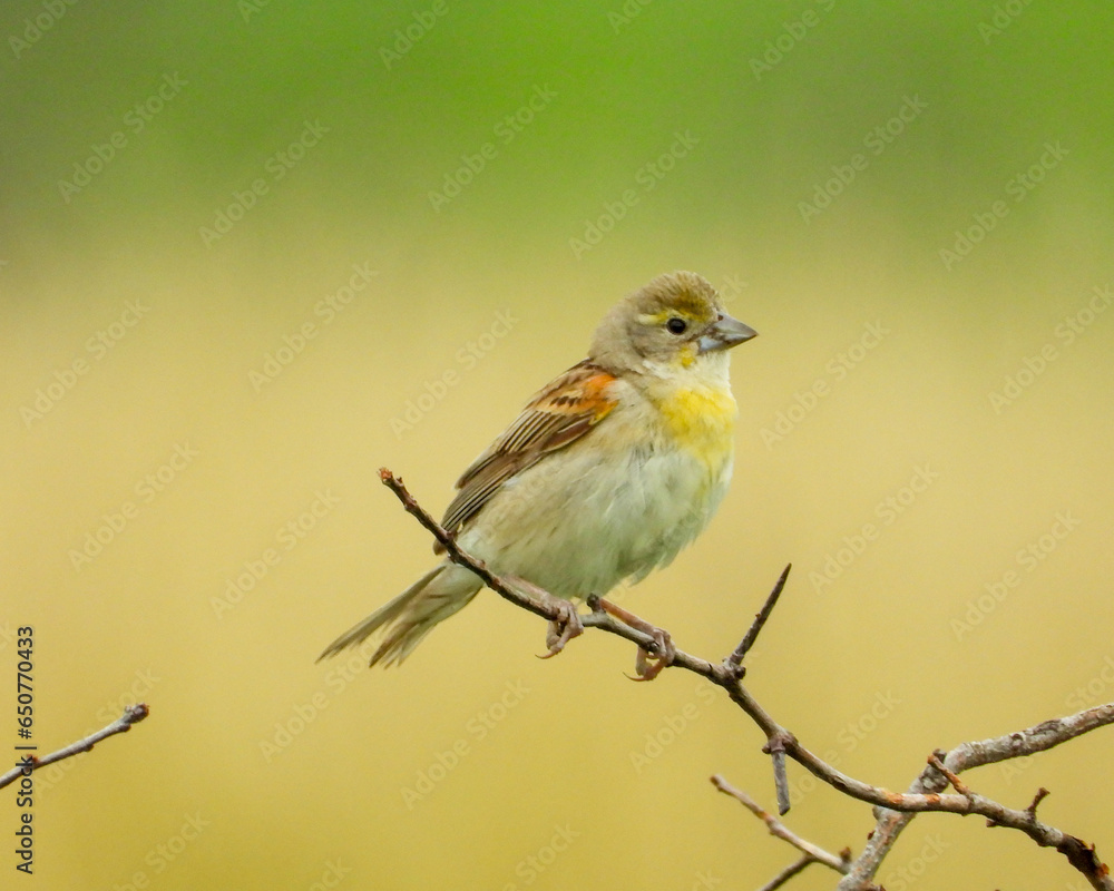 Dickcissel (Spiza americana) North American Grassland Bird Dickcissel (Spiza americana) North American Grassland Bird