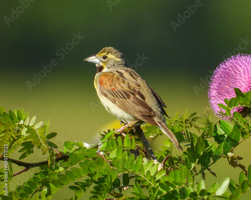 Dickcissel (Spiza americana) North American Grassland Bird © Where's Wildlife