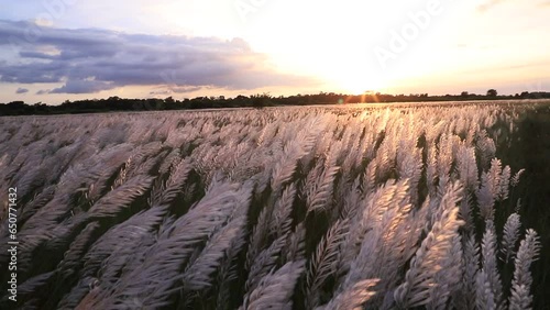 Icon of Autumn.  Blooming Kans  grass (Saccharum spontaneum) flowers plant. Swings in the wind with a Golden-hour Sunset view
