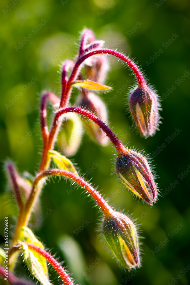 Starflower or borage (Borago officinalis) is an annual herb in the flowering plant family Boraginaceae. Bud inflorescence or panicle with hairy deep red stems and dew drops backlit by morning sun. Starflower or borage (Borago officinalis) is an annual herb in the flowering plant family Boraginaceae. Bud inflorescence or panicle with hairy deep red stems and dew drops backlit by morning sun.