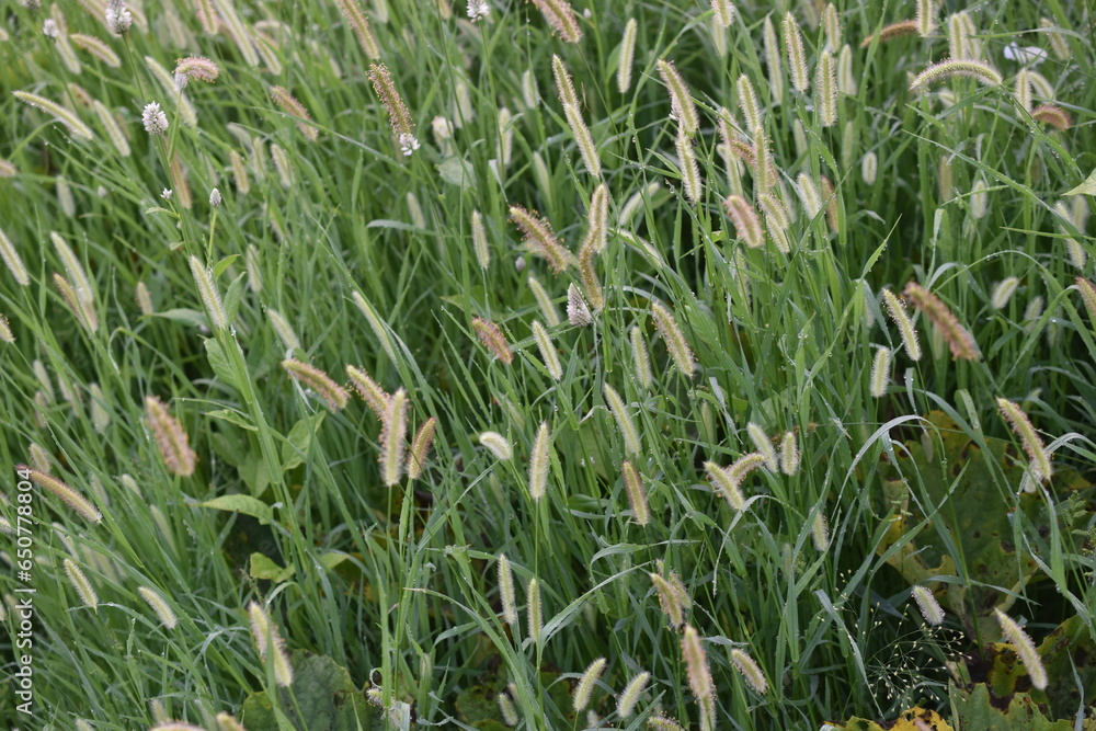 field of grass field of grass