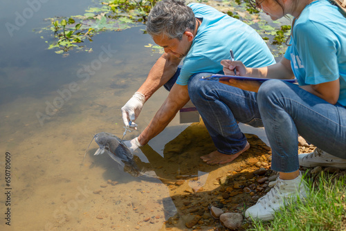 mature male biologist injecting microchips to reproduce fish in the river and a young woman helper record data, concept of volunteers conservation of rare fish species that are about to go extinct