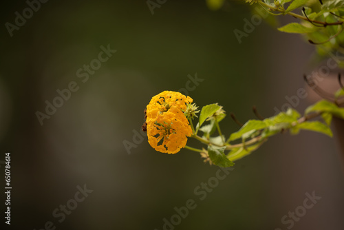Gold Lantana flower