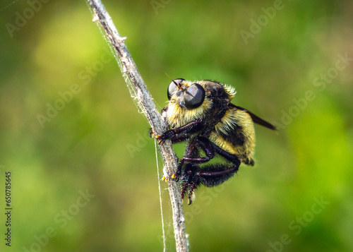 Mallophora fautrix along the nature trail in Pearland, Texas photo