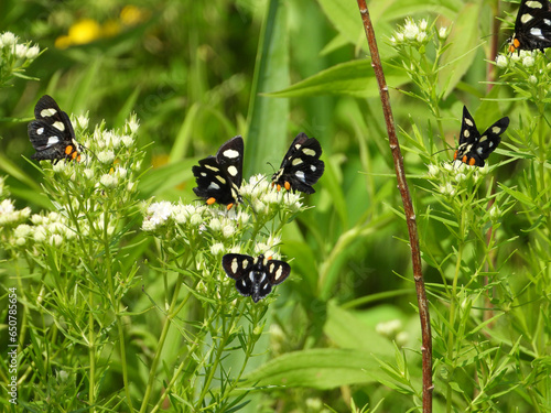 Photography Eight-spotted Forester (Alypia octomaculata) Moth