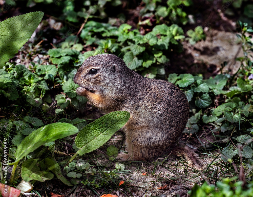 European gopher standing near its hole. Latin name - Citellus Oken